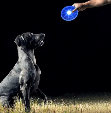 Frisbee Lumineux pour Chien – Jouez sans limites, même la nuit Chien