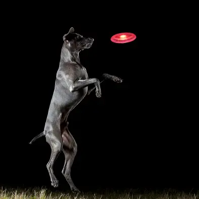 Frisbee Lumineux pour Chien – Jouez sans limites, même la nuit Chien